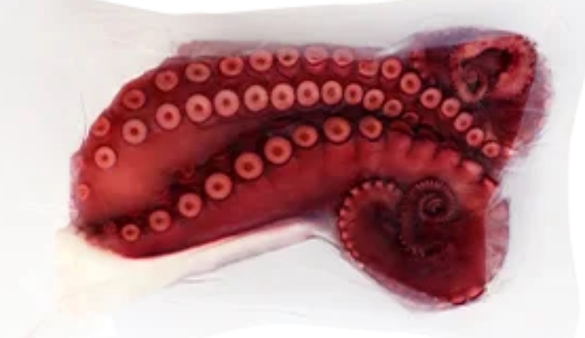 Kraken mit Kopf