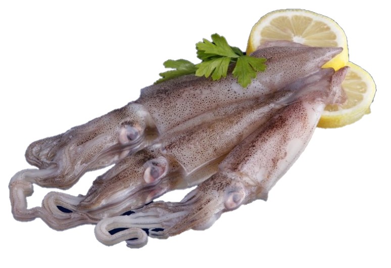 Tintenfisch ganz