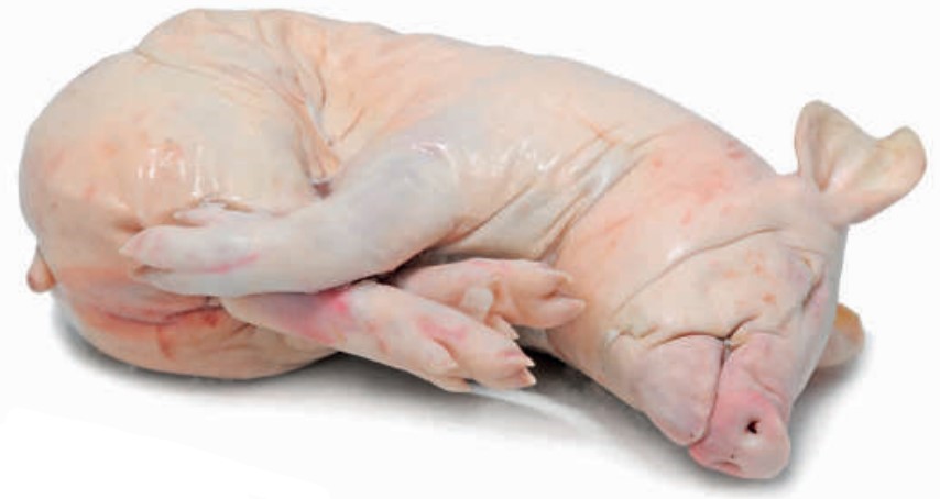 Cochinillo