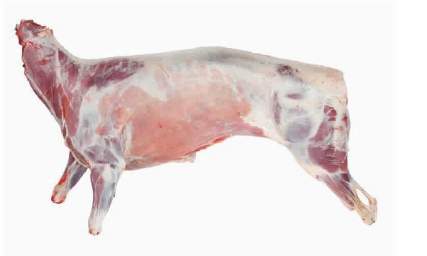 Lamm (junges Schaf)