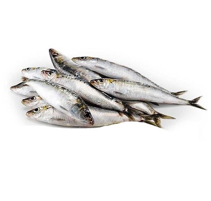 Kleine Sardinen