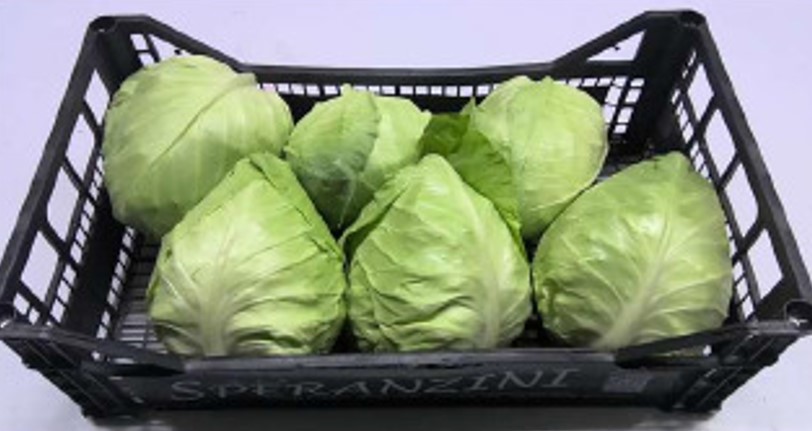 Spitzkohl X6