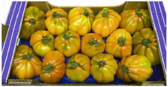 Tomaten
